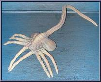 Alien Face Hugger Action Figure