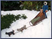 Artic Rescue (Sled) Action Figure