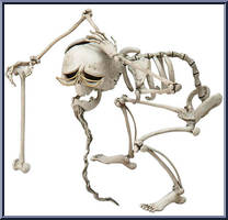 Elder Gutknecht Action Figure