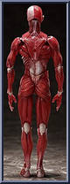 Human Anatomical Models from Figma - Human Anatomy manufactured by Max Factory [Loose]