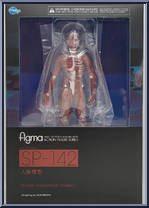 Human Anatomical Models from Figma - Human Anatomy manufactured by Max Factory [Front]