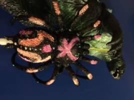 Kumonga (Toho  Godzilla spider Kailua) (Godzilla) Custom Action Figure
