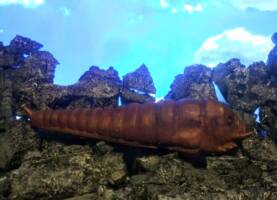 Mothra (Godzilla) Custom Action Figure