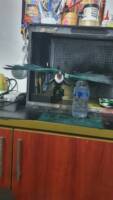 The vulture (Marvel Legends) Custom Miniature / Figurine