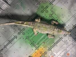 Albine alligator (Horror) Custom Action Figure