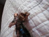Cyborg Chewbaca (Star Wars) Custom Action Figure