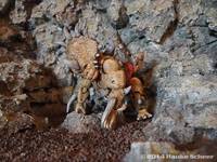 Steracorilla (Original) Custom Action Figure