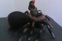 Spider-Woman , Royal Evolution (Marvel) Custom Action Figure