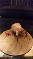 Headcrab Zombie and Headcrab (Half-Life) Custom Action Figure