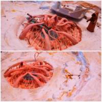 Pit of Carkoon- (Sarlaac Pit) Star Wars- ROTJ (Star Wars) Custom Diorama / Playset
