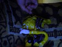 Munny PredAlien (Alien Vs. Predator Requiem) Custom Action Figure