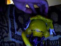 Munny PredAlien (Alien Vs. Predator Requiem) Custom Action Figure